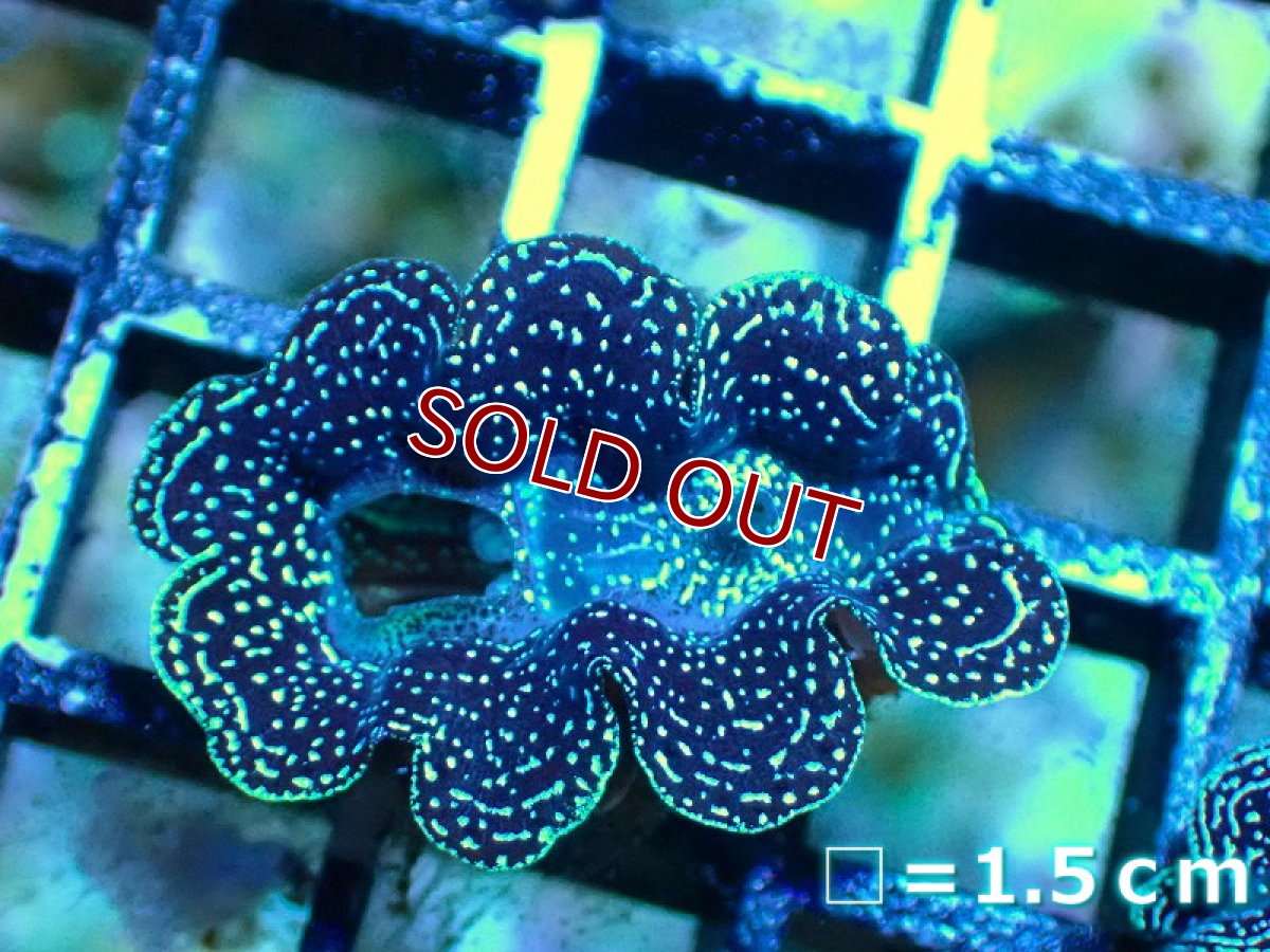 画像4: 【サンゴ】【沖縄産】ヒメシャコガイ（メタリック）XSサイズ（1個）（±3-3.5ｃｍ）（サンプル画像）（生体）（サンゴ） (4)