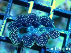 画像4: 【サンゴ】【通販】【沖縄産】ヒメシャコガイ（メタリック）XSサイズ（1個）（±3-3.5ｃｍ）（サンプル画像）（生体）（サンゴ） (4)