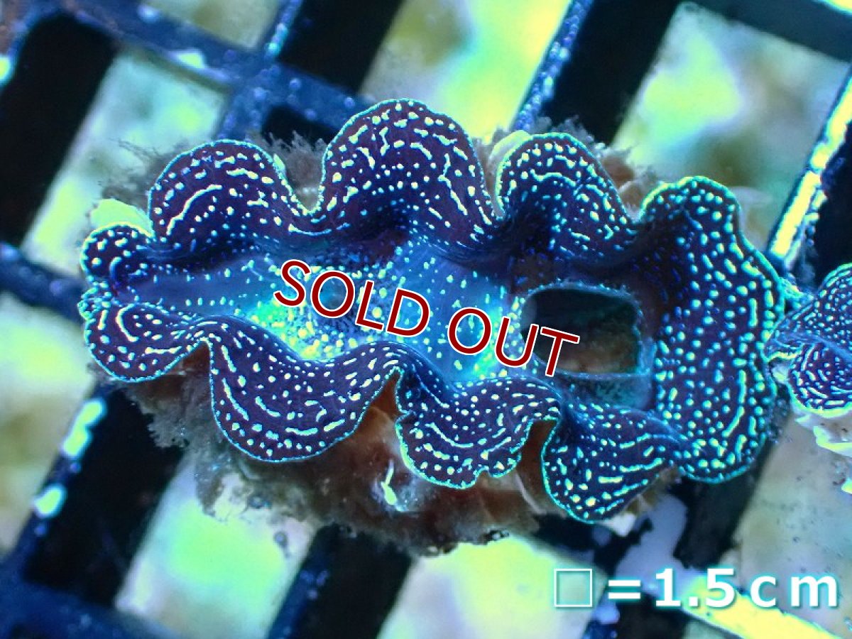 画像5: 【サンゴ】【沖縄産】ヒメシャコガイ（メタリック）XSサイズ（1個）（±3-3.5ｃｍ）（サンプル画像）（生体）（サンゴ） (5)