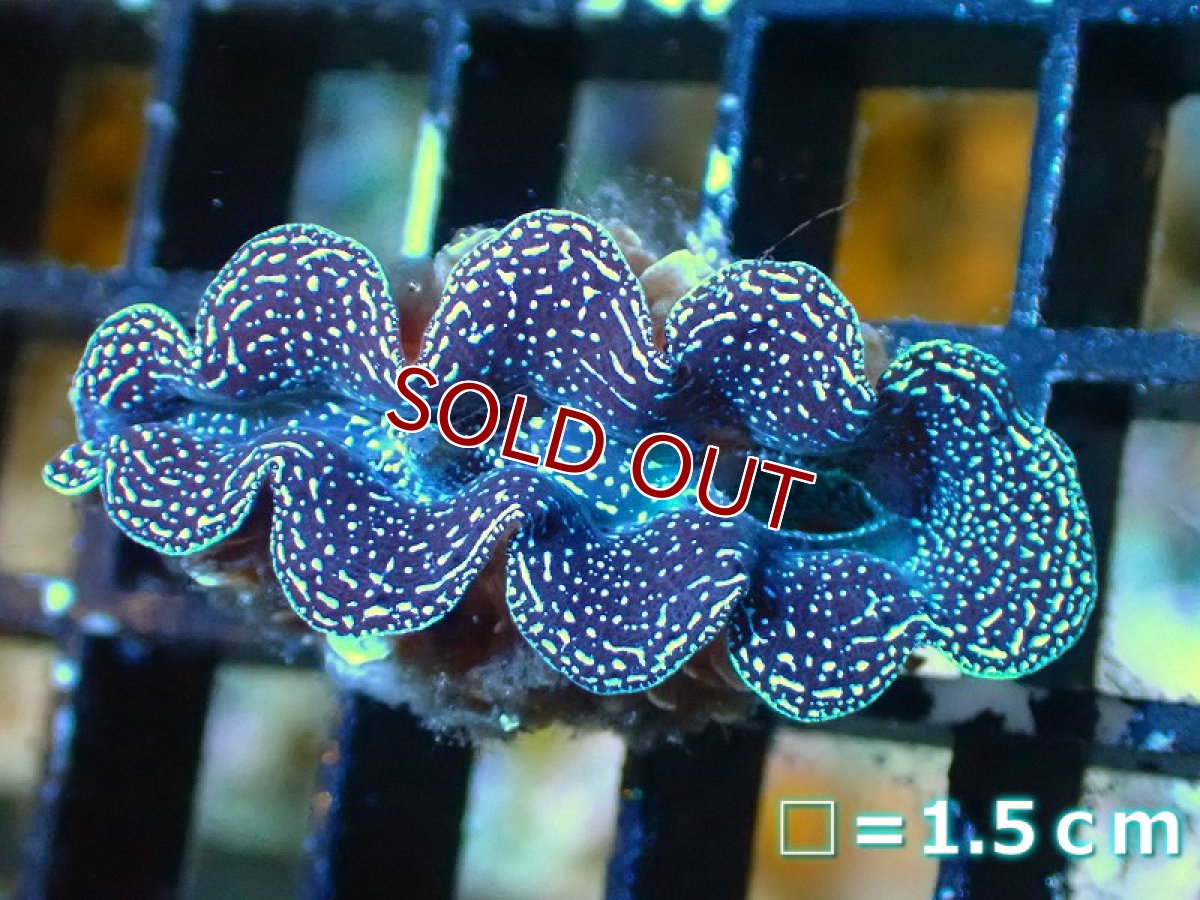 画像6: 【サンゴ】【沖縄産】ヒメシャコガイ（メタリック）XSサイズ（1個）（±3-3.5ｃｍ）（サンプル画像）（生体）（サンゴ） (6)