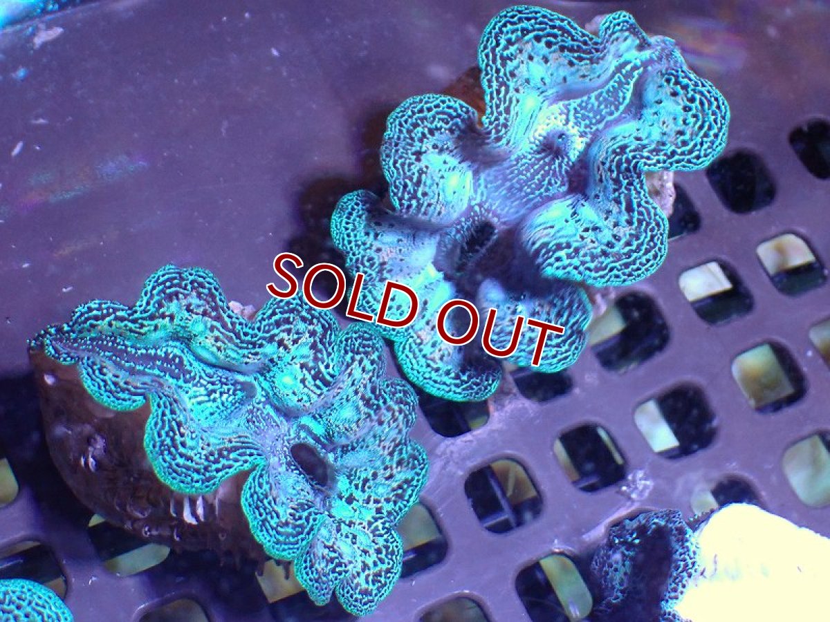 画像2: 【サンゴ】【通販】【沖縄産】ヒメシャコガイ（メタリック上物）Mサイズ（1個）（±5-5.5ｃｍ）（サンプル画像）（生体）（サンゴ） (2)