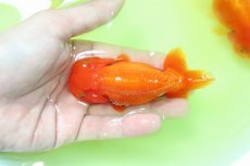 画像1: 【らんちゅう】【金魚】【1匹】宇野直系京都筋 らんちゅう 三歳 ±8-12cm(生体)(淡水) (1)