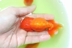 画像2: 【らんちゅう】【金魚】【1匹】宇野直系京都筋 らんちゅう 三歳 ±8-12cm(生体)(淡水) (2)