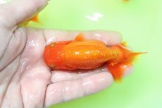 画像3: 【らんちゅう】【金魚】【1匹】宇野直系京都筋 らんちゅう 三歳 ±8-12cm(生体)(淡水) (3)