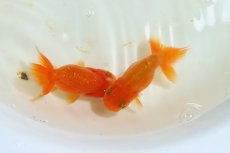 画像1: 【らんちゅう】【金魚】【1匹】 宇野直系京都筋 らんちゅう 二歳 ±5-7.5cm(生体)(淡水) (1)