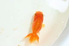 画像2: 【らんちゅう】【金魚】【1匹】 宇野直系京都筋 らんちゅう 二歳 ±5-7.5cm(生体)(淡水) (2)