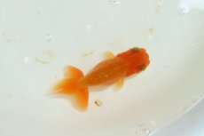 画像3: 【らんちゅう】【金魚】【1匹】 宇野直系京都筋 らんちゅう 二歳 ±5-7.5cm(生体)(淡水) (3)