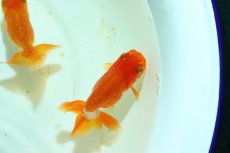 画像5: 【らんちゅう】【金魚】【1匹】 宇野直系京都筋 らんちゅう 三歳 ±8cm(生体)(淡水) (5)