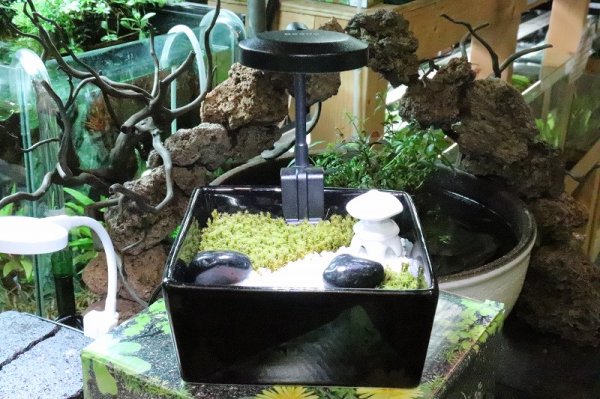 飼育用品・器具】【水草使用可能LEDライト】【コトブキ工芸】 Beans