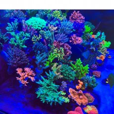 画像9: 【飼育用品・器具】Chihiros Aquatic Studio NOVA 1 for サンゴ・海水魚水槽用LEDライト (9)