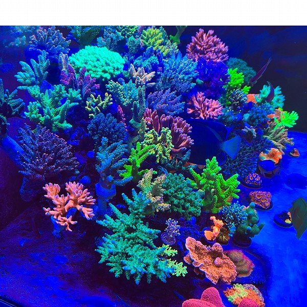 飼育用品・器具】【Chihiros】 Aquatic Studio NOVA 1 for サンゴ