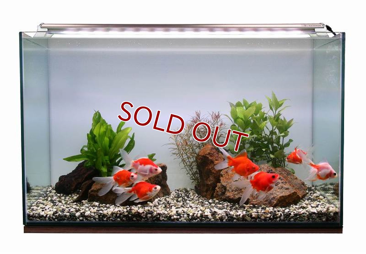 画像2: 【飼育用品・器具】【照明器具】【LEDライト】ZENSUI LED PLUS 30cm パーフェクトクリアー(淡水海水用)(メーカー保証付き) (2)