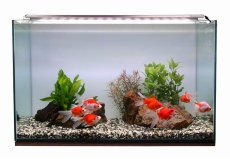 画像2: 【飼育用品・器具】【照明器具】【LEDライト】ZENSUI LED PLUS 45cm パーフェクトクリアー(淡水海水用)(メーカー保証付き) (2)