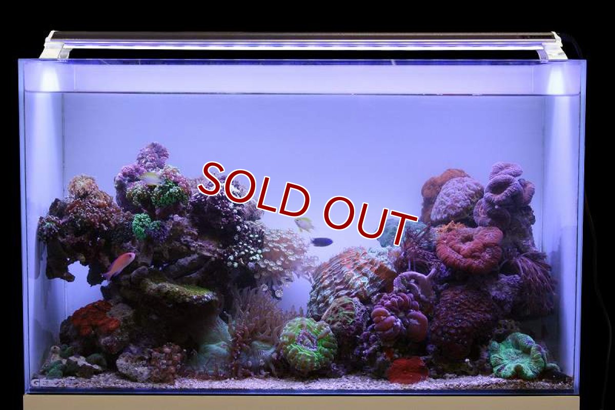 画像2: 【飼育用品・器具】【照明器具】【LEDライト】ZENSUI LED PLUS 90cm シャイニングブルー(淡水海水用)(メーカー保証付き) (2)