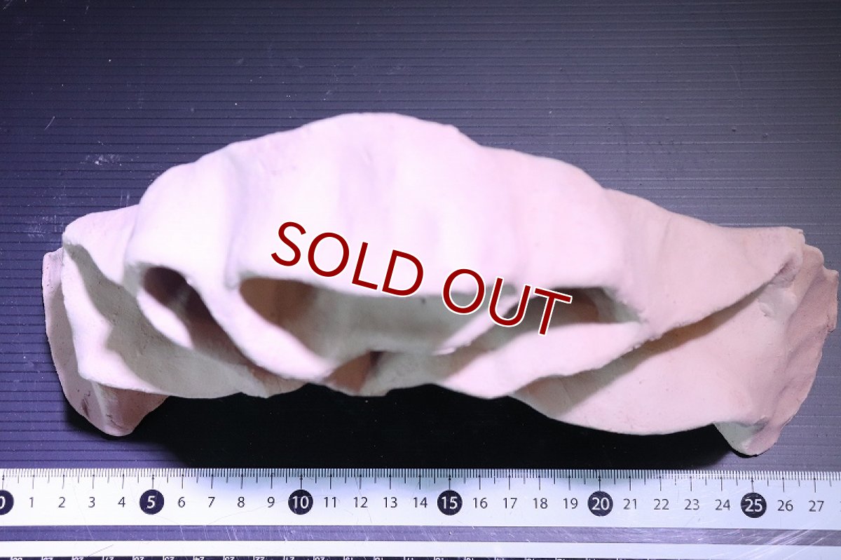 画像9: 【熱帯魚 シェルター】シェルタクラフタ アリの巣型シェルター【1個 サンプル画像】(淡水) (9)