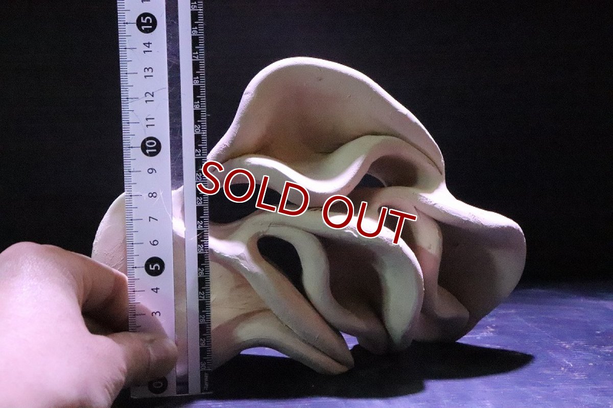 画像6: 【熱帯魚 シェルター】シェルタクラフタ どら焼き型 4連 シェルター【1個 サンプル画像】(淡水) (6)