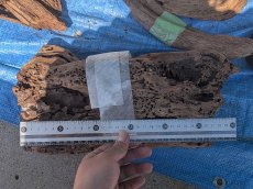 画像2: 【飼育用品・器具】数量限定爆安流木【Lサイズ】2本 (2)