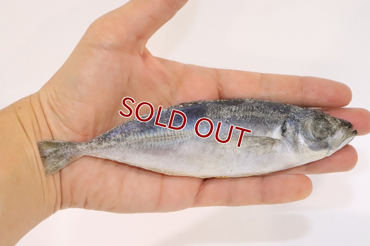 画像3: 【冷凍餌】【通販】冷凍アジ 大【1kg】【冷凍エサ】 (3)