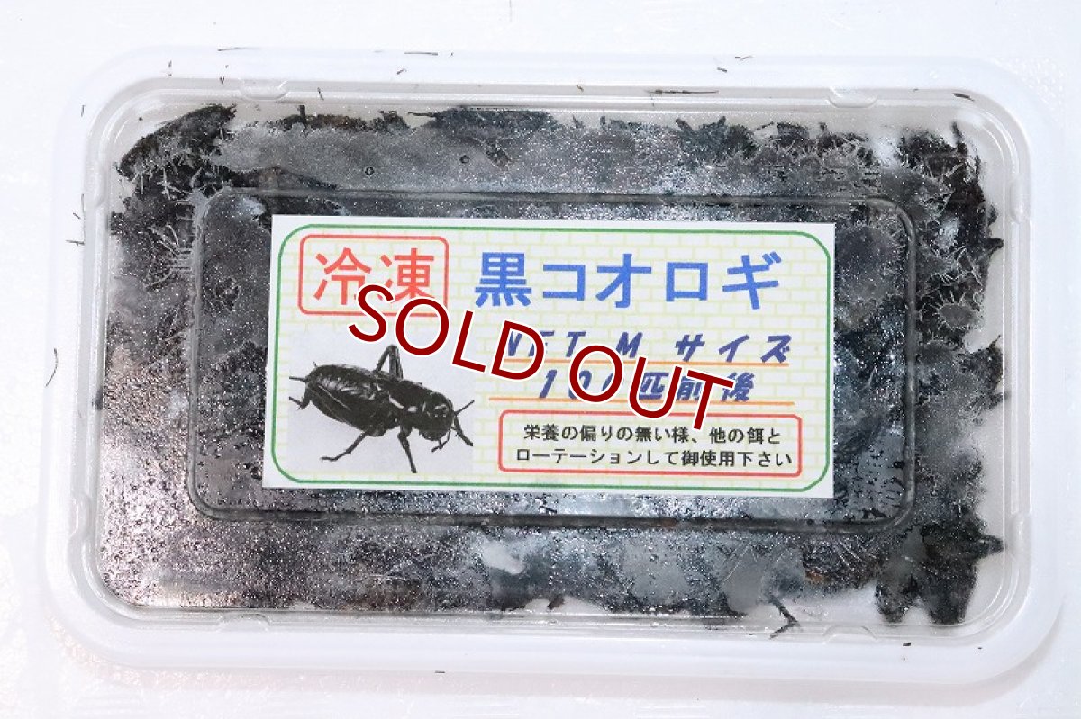 画像1: 【冷凍餌】【通販】冷凍黒コオロギ【100匹前後】【冷凍エサ】 (1)