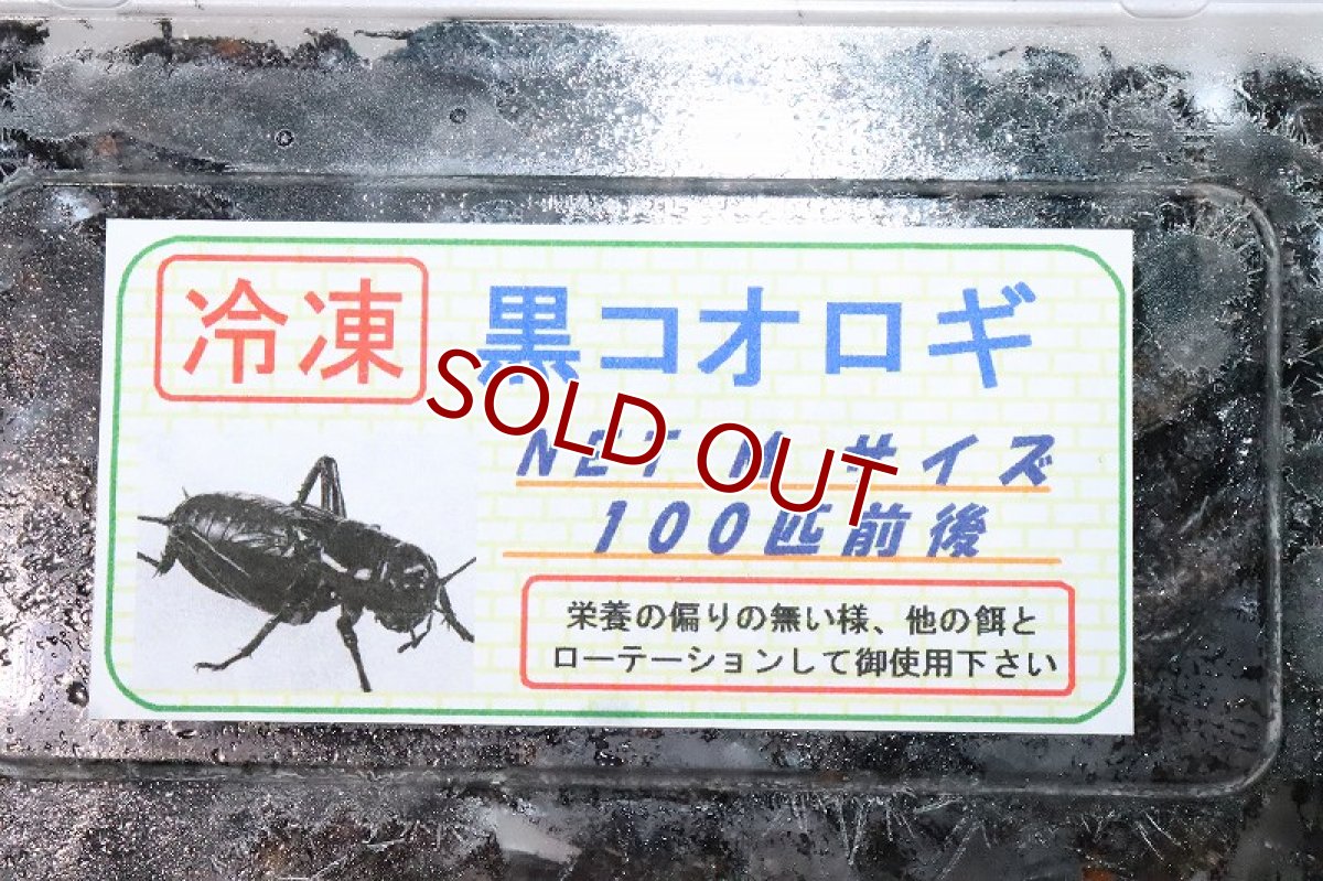 画像2: 【冷凍餌】【通販】冷凍黒コオロギ【100匹前後】【冷凍エサ】 (2)