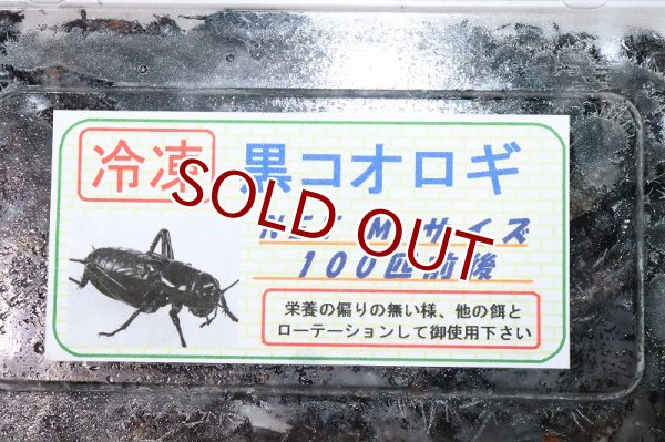 冷凍餌】冷凍黒コオロギ【100匹前後】【冷凍エサ】 - ペットバルーン