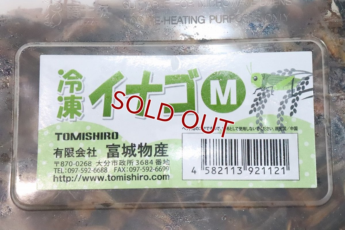 画像2: 【冷凍餌】【通販】冷凍イナゴ【Mサイズ】【冷凍エサ】 (2)