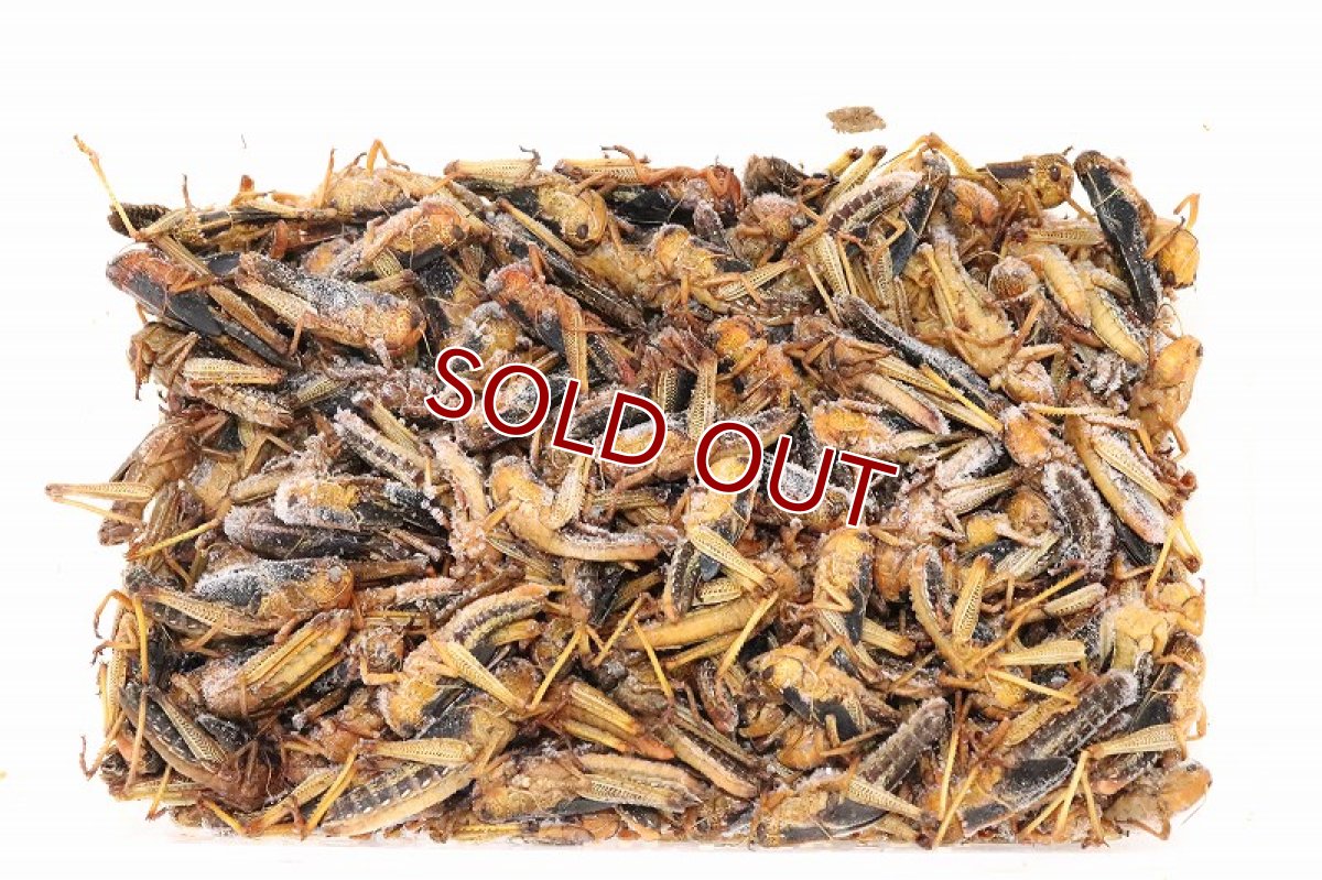 画像3: 【冷凍餌】【通販】冷凍イナゴ【Mサイズ】【冷凍エサ】 (3)