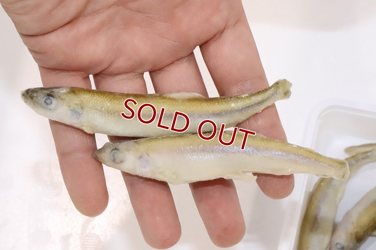 画像4: 【冷凍餌】【通販】冷凍ワカサギ【100g】【冷凍エサ】 (4)