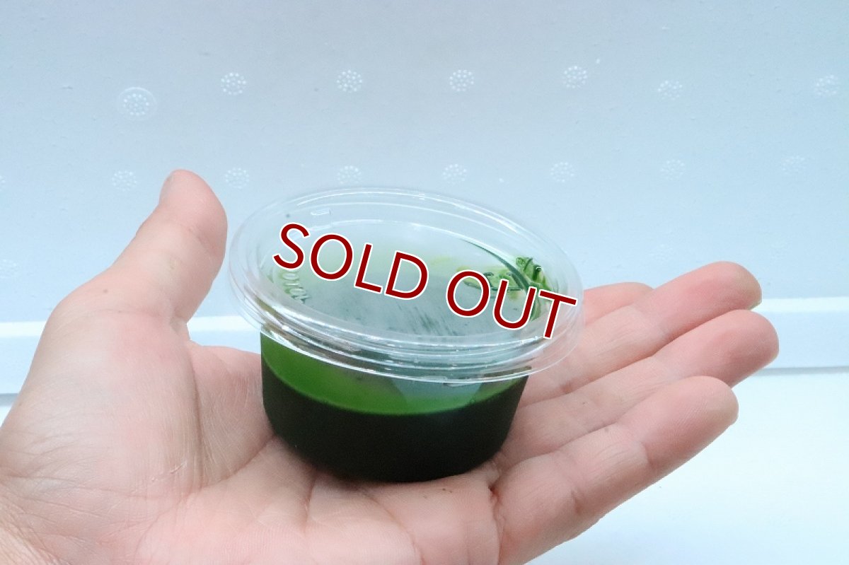 画像2: 【冷凍餌】【通販】冷凍　ペットバルーンオリジナル栄養価強化生クロレラ【40ｇ】 (2)