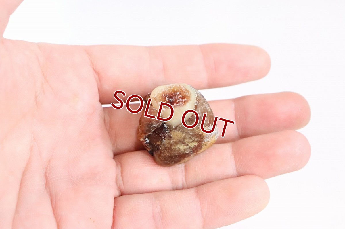 画像3: 【冷凍餌】【通販】冷凍 ブリハツ【100g】【冷凍エサ】 (3)