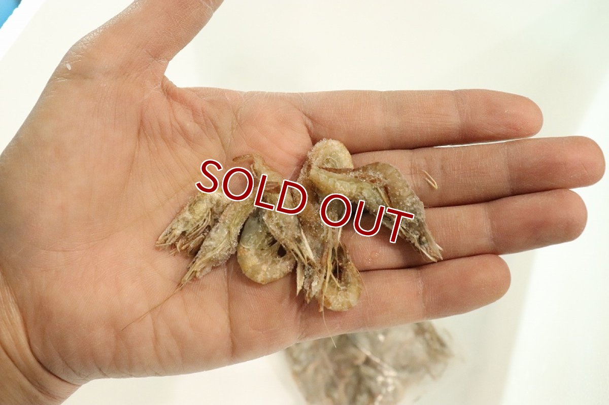 画像2: 【冷凍餌】【通販】冷凍 手長エビ（テナガエビ）【冷凍エサ】 (2)