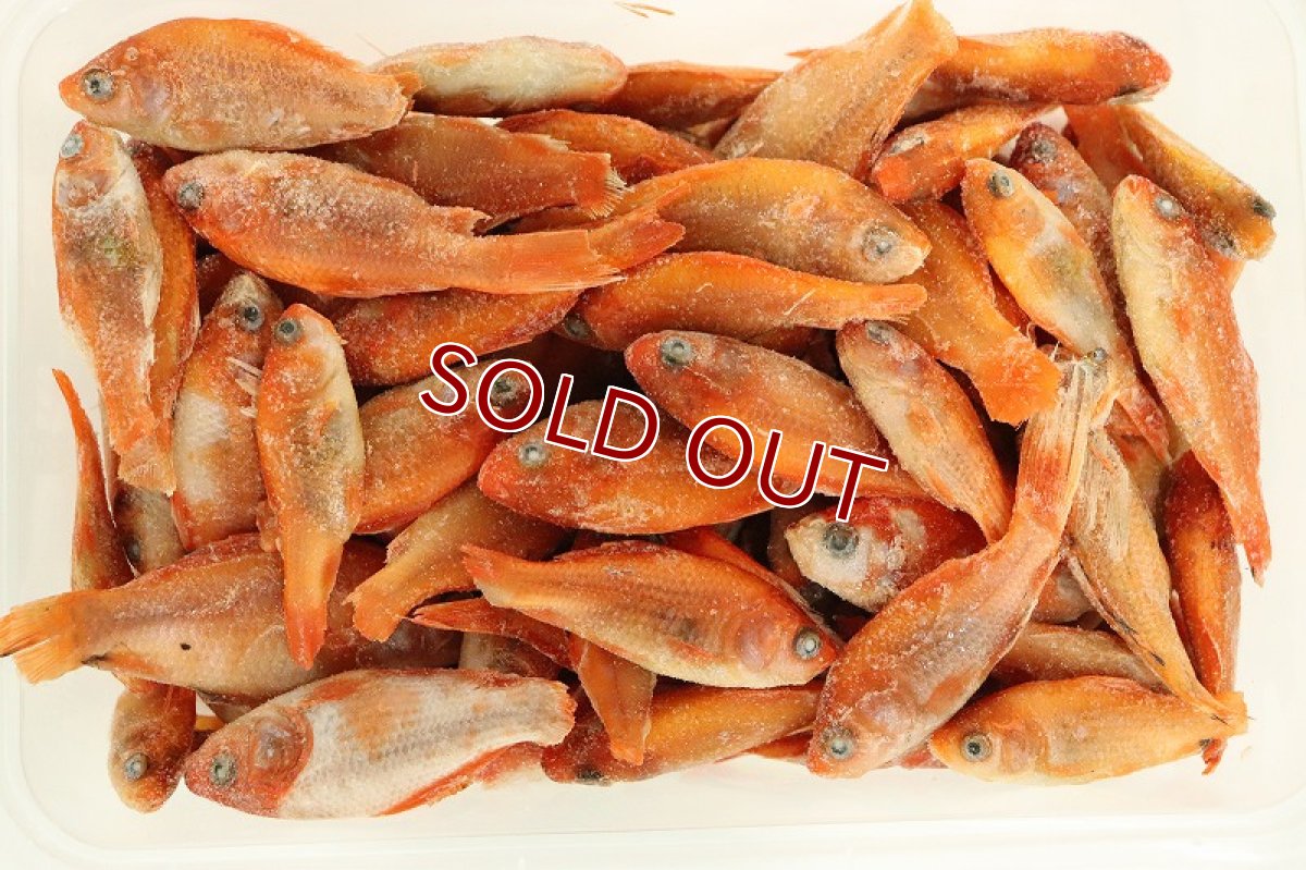 画像2: 【冷凍餌】【通販】冷凍 餌用 金魚【冷凍エサ】 (2)