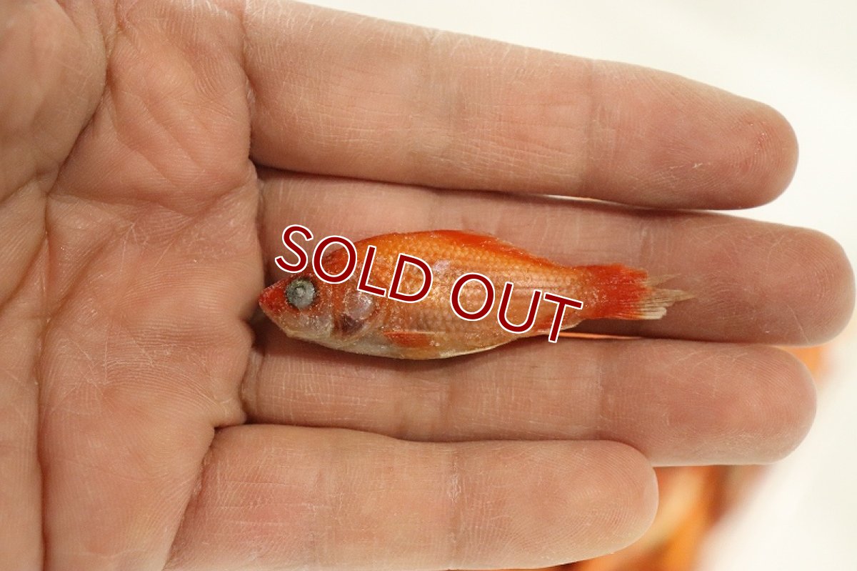 画像3: 【冷凍餌】【通販】冷凍 餌用 金魚【冷凍エサ】 (3)