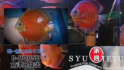 朱月