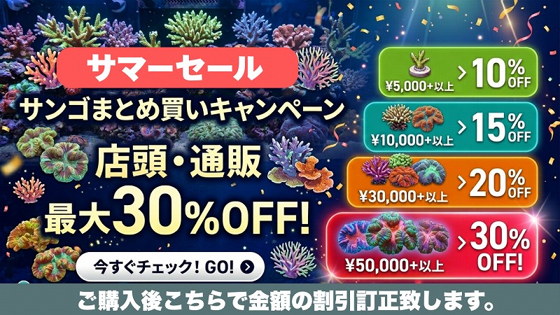 サンゴまとめ買い
