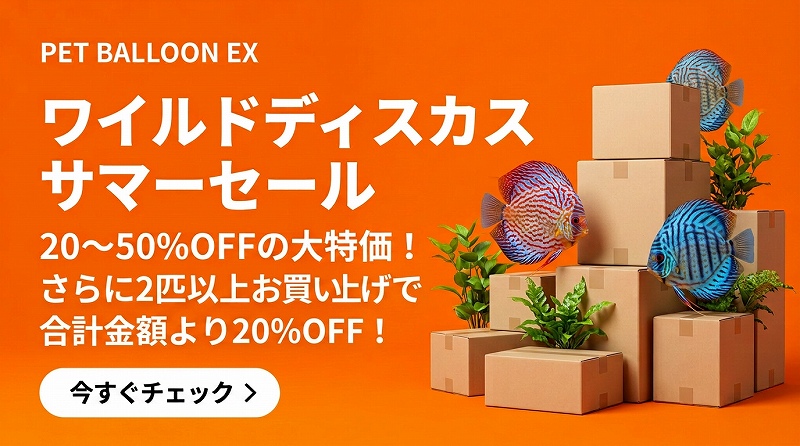 ワイルドディスカス