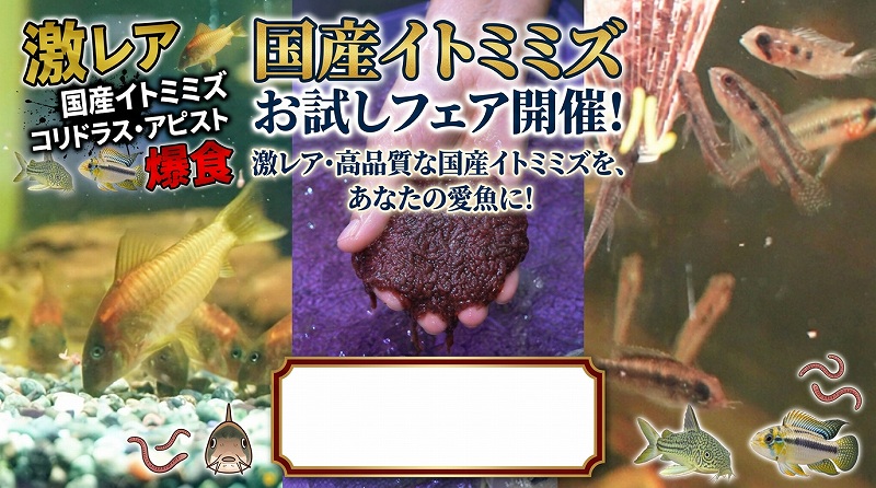 国産イトミミズお試しフェア