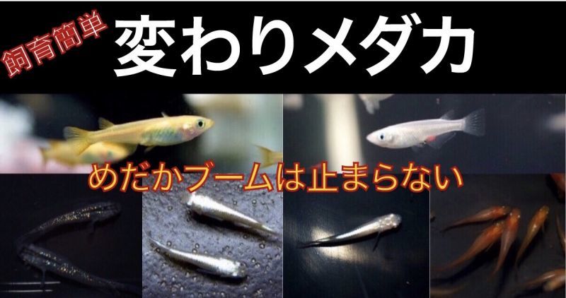 淡水魚 ペットバルーン ネットショップ 淡水魚 ペットバルーン ネットショップ