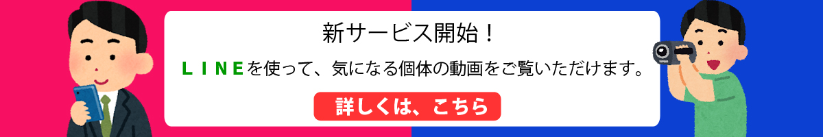 リユース品 ライト Adaライトスクリーン60 B 発送可能 熱帯魚 中古 アクアリウム用品 ペットバルーン ネットショップ