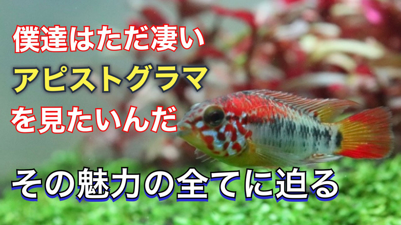 淡水魚 ジャイアントミルワーム 死着保証対象外商品