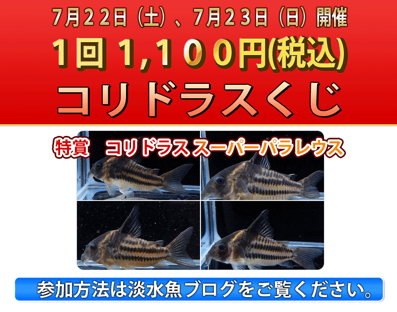 ペットバルーン ADA製 T型ブランチ 5個セット
