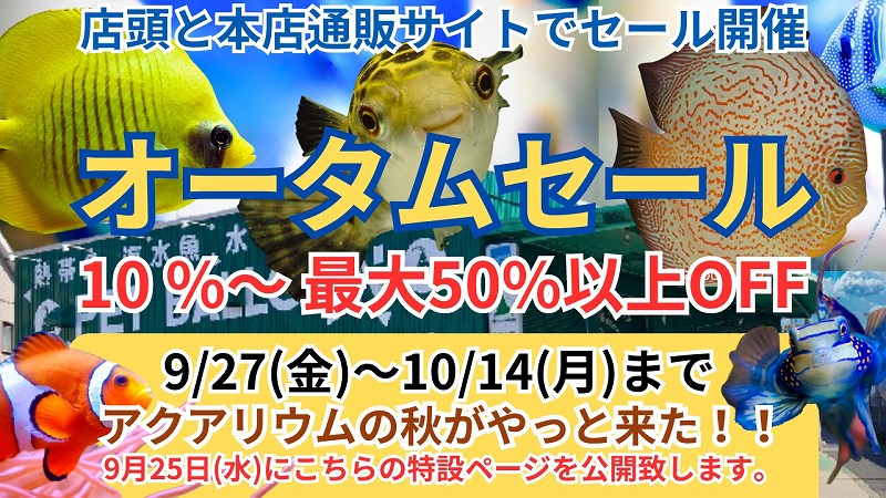 CUNE - 定価17600円新品 cune キューン うさぎ へび 蛇 ビキニ