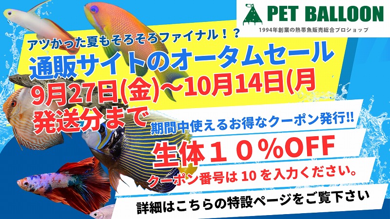 ADA　販売特約店購入　ブランチウッド　Ｌサイズ　3本 ADA 販売特約店購入 ブランチウッド Lサイズ 3本 まぎらわしい