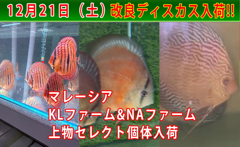 淡水魚】激レア 極上個体群 ワイルドオスカー マディラ水系 ラーゴアカラ産【1匹】(±8-9cm)(大型魚)（生体）（熱帯魚）NKＯ -  ペットバルーン ネットショップ