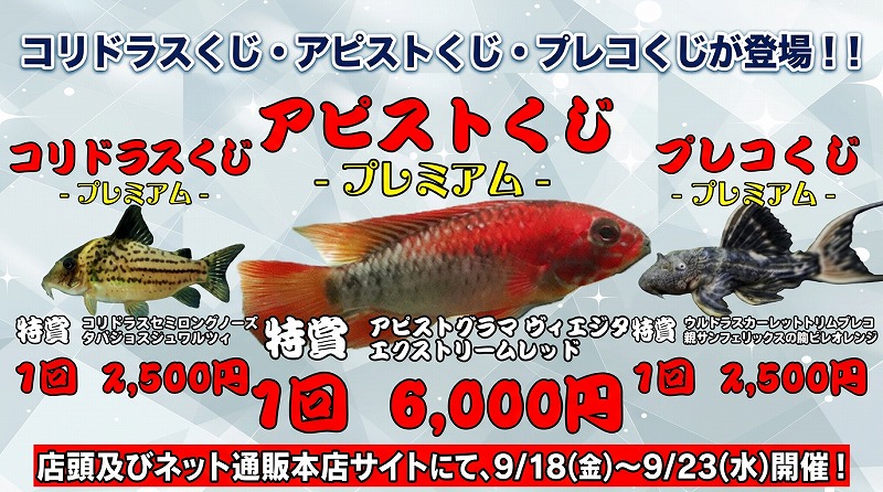 生体くじ