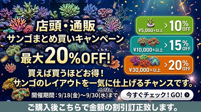 サンゴのまとめ買い割り