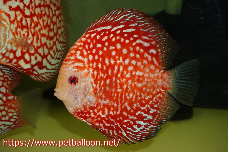 11968円 至上 オリエンタルレッドダイヤモンド 約14-15cm 熱帯魚ディスカス生体淡水魚