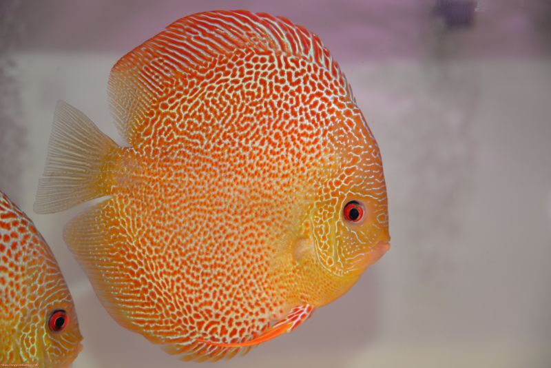 １０匹セット　６月３０日までのお届け限定　ディスカス(熱帯魚)