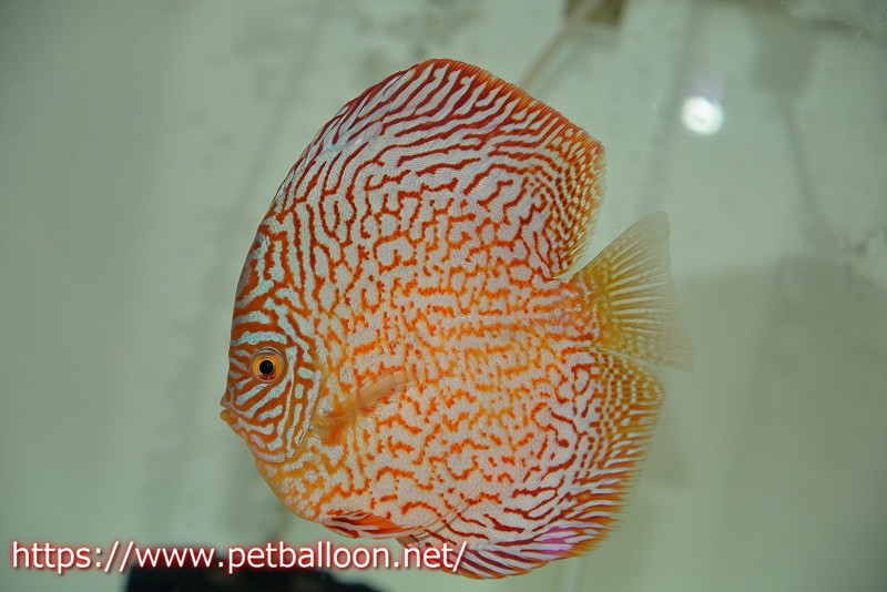 チャーム（ペット） （熱帯魚）ベトナムレッドターコイズ
