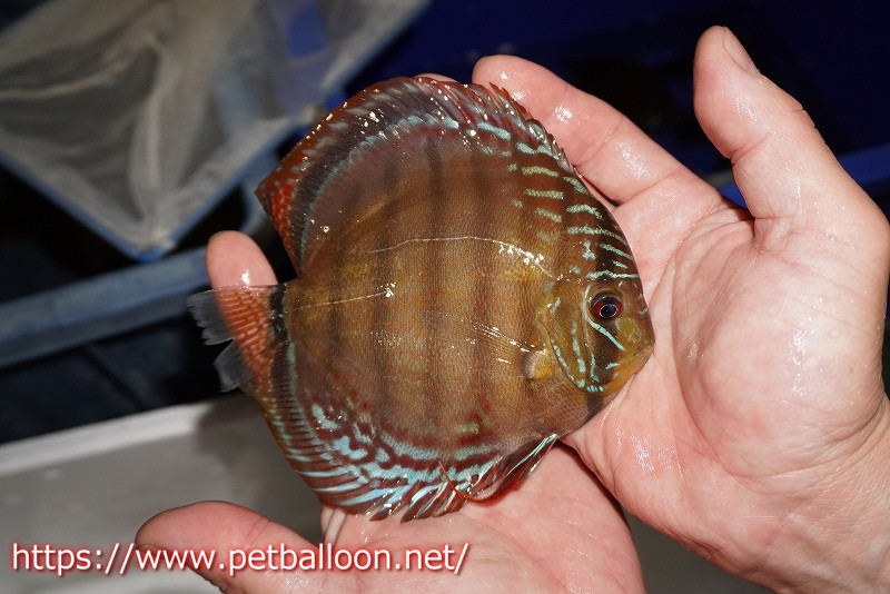 画像5: 【ディスカス】【通販】【超希少種 国産ブリード】ジャパニーズタンジェリンドリーム アッパーテフェロイヤルグリーン(wild ♂)×ラーゴパラコニブラッドレッドF2(breed ♀)【個体販売】13cm(生体)(籠谷氏ブリード個体) (5)